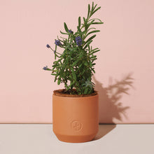 Modern Sprout - Tiny Terracotta Grow Kits: Live Well Lavender 