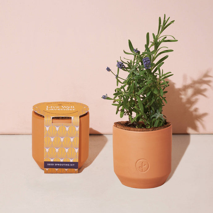 Modern Sprout - Tiny Terracotta Grow Kits: Live Well Lavender